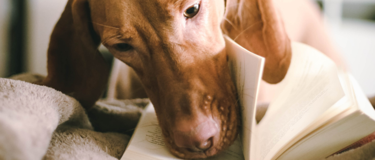 Die schönsten Hundebücher – Unsere Lesetipps