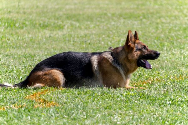 Ein Schäferhund der auf einer Wiese liegt