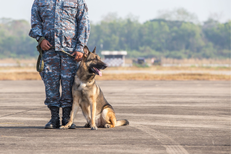 Schäferhund im dienst sitzt neben einem angehörigen des Militär
