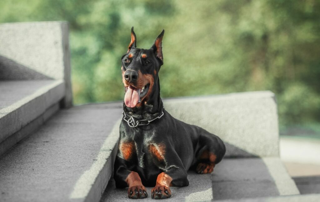 Dobermann im Sitzen