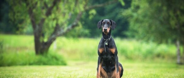Dobermann Steckbrief Charakter Wesen Und Haltung dobermann-steckbrief-charakter-wesen-und-haltung