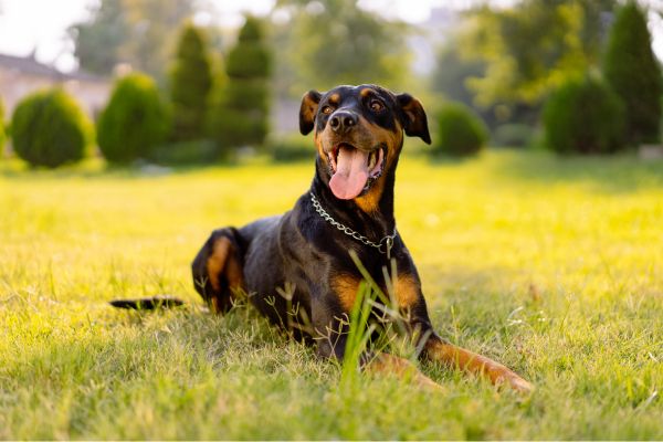 Dobermann: Hund liegt auf einer Wiese und hechelt