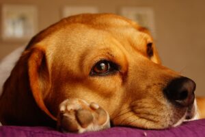 Symptome Milbenallergie Hund
