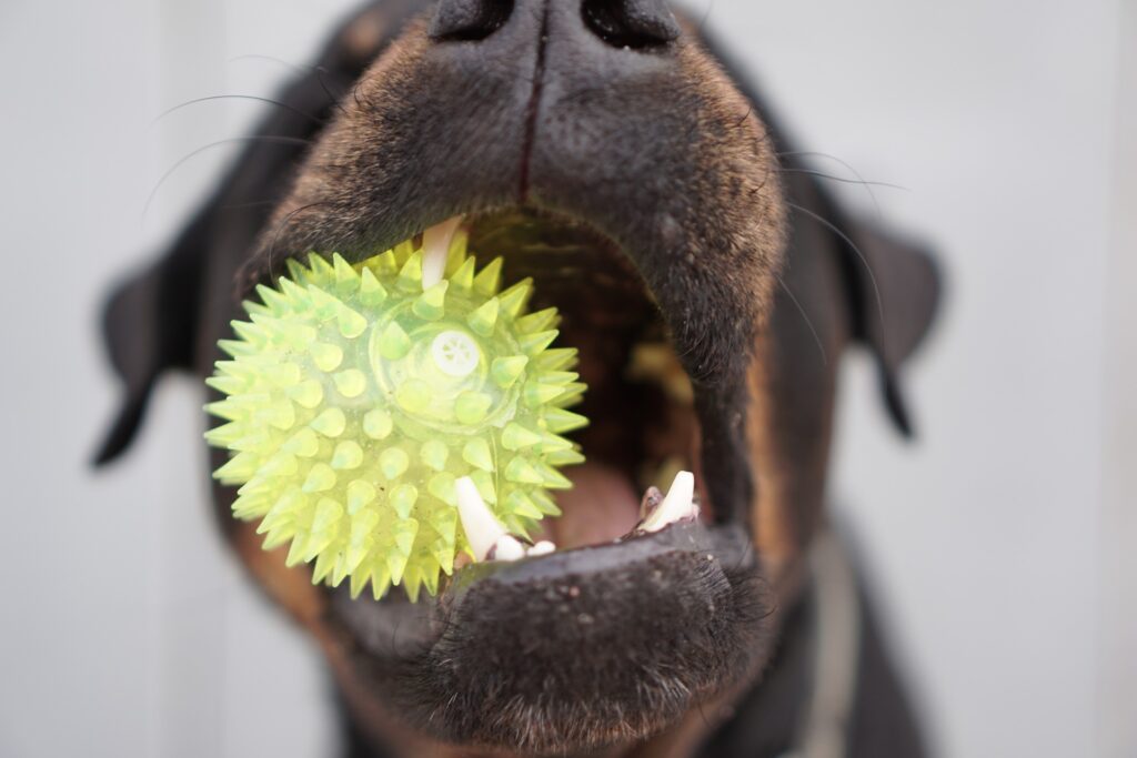 Hund mit Ball