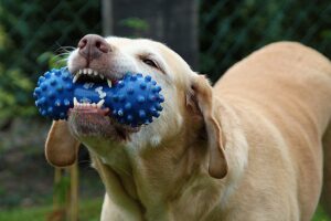 Zahnerkrankung beim Hund