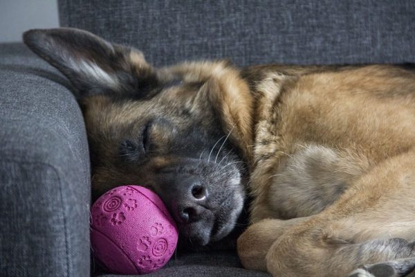 Fieber beim Hund