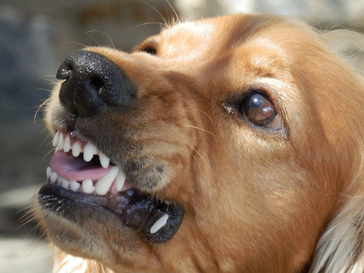 Ohrenentzündung beim Hund edogs Alles rund um den Hund