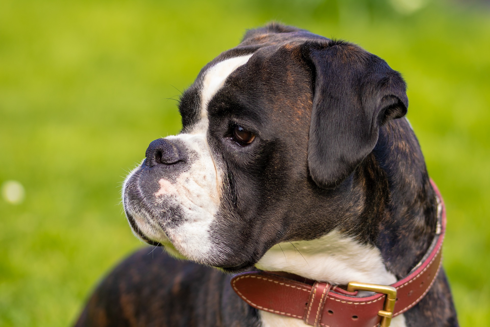 bild boxer hund