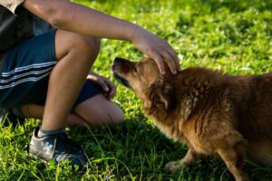 Warum ein Hund aus dem Tierschutz: Hund wird gestreichelt