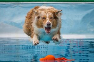 Dog Diving: Hund im Sprung