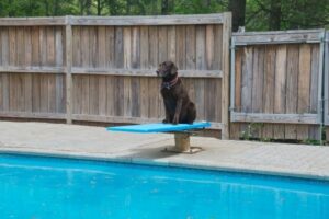 Dog Diving: Labrador auf dem Sprungbrett vor dem Pool