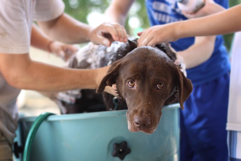 DIY Hunde Shampoo