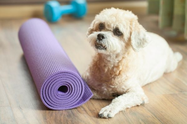 Doga: Hund vor einer Yogamatte