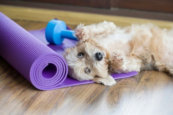 Doga: Hund auf Yogamatte