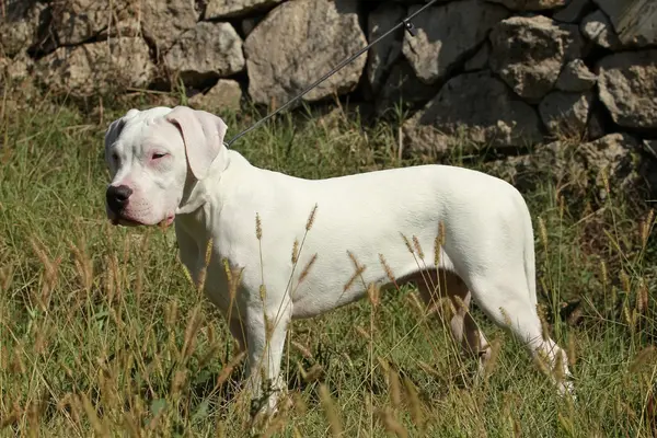 Ein kraftvoller, weißer Dogo Argentino steht im Profil im hohen Gras im Freien. Der Hund blickt nach links und ist an einer dünnen dunklen Leine befestigt. Im Hintergrund befindet sich eine rustikale Natursteinmauer, die von der Sonne beschienen wird.