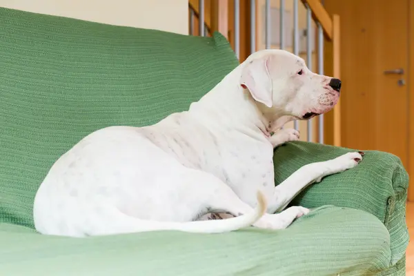 Ein weißer Dogo Argentino liegt auf einem grün bezogenen Sofa. Der Hund hat ein Pfote auf der Armlehne abgelegt und blickt im Profil aufmerksam nach rechts. Im Hintergrund sind ein Treppengitter und eine Holztür zu erkennen.