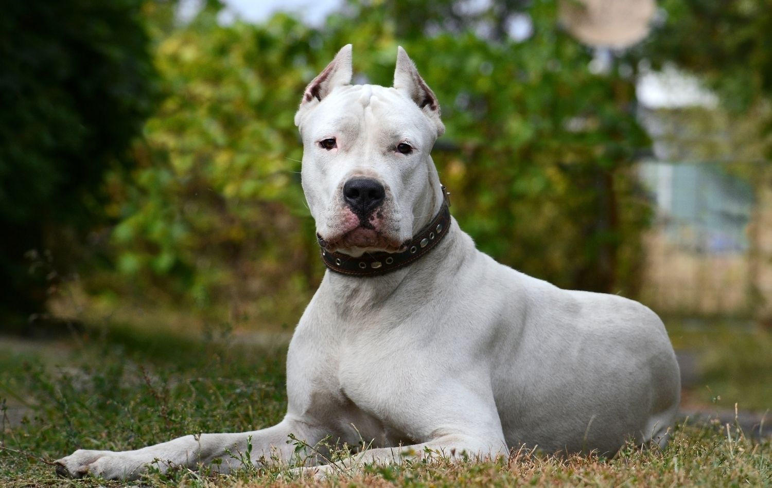 Dogo Argentino im Liegen