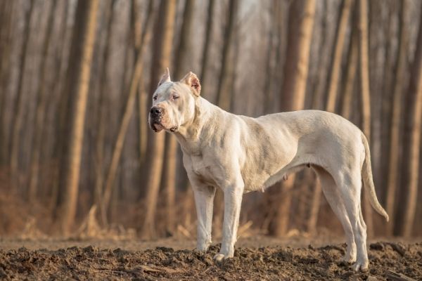 Dogo Argentino Argentinische Dogge Steckbrief Charakter Wesen Und Haltung