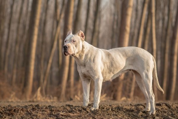 Dogo Argentino von der Seite