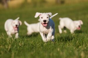 Dogo Argentino Welpe