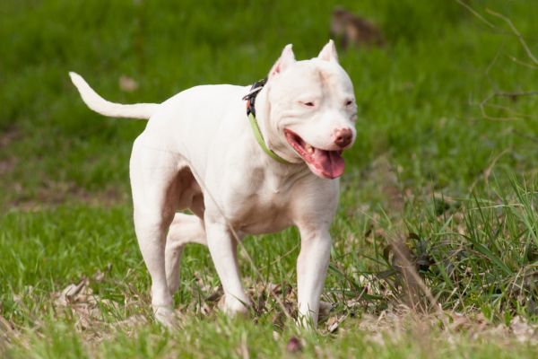 Dogo Argentino: Hund läuft hechelnd über eine Wiese.