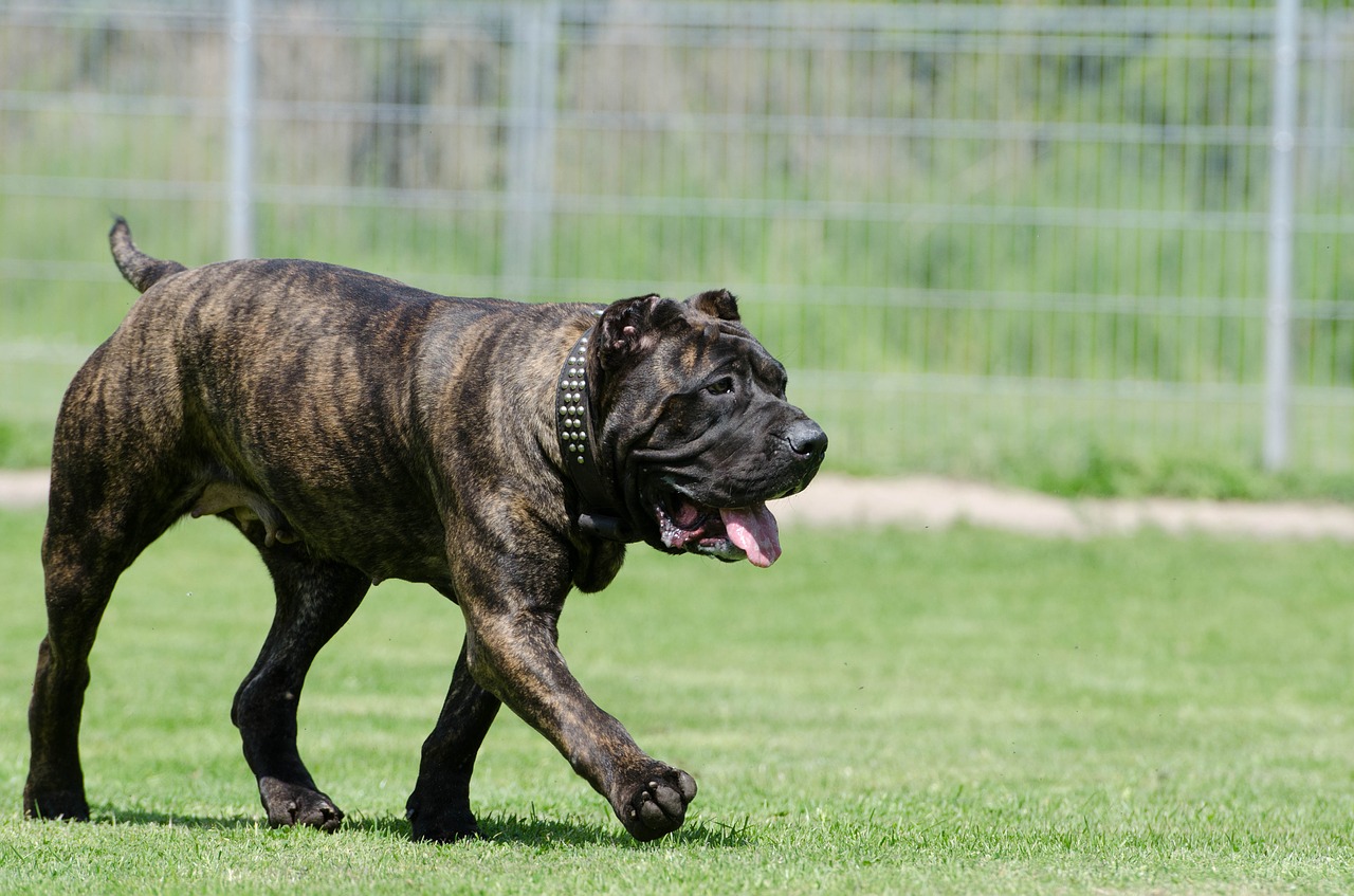 Dogo Canario Kanarische Dogge