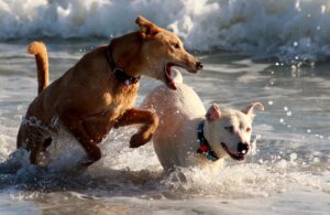 Haftpflichtversicherung: Zwei Hunde spielen stürmisch im Wasser