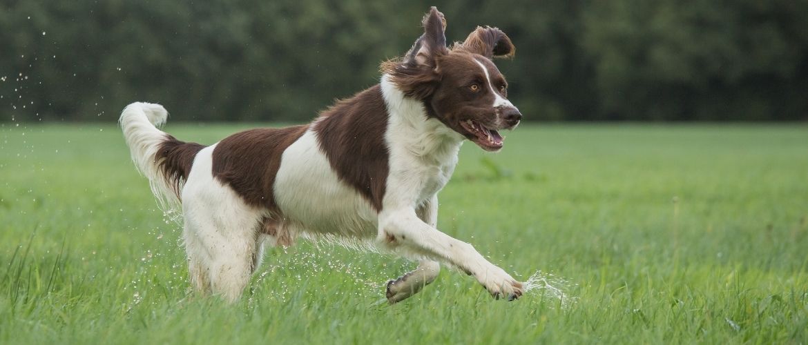 Drentse Patrijshond beim Auslauf