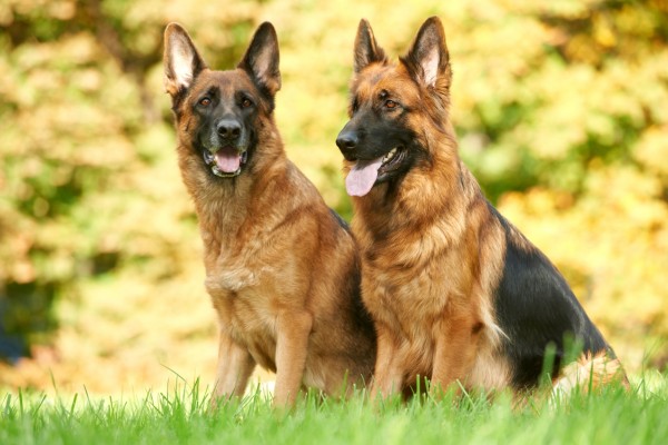 Deutscher Schäferhund