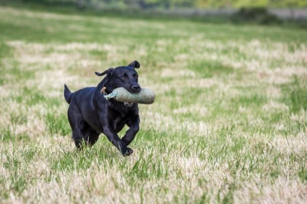 Dummytraining in der Natur