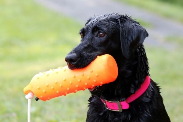 Dummytraining Labrador