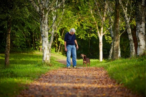 Eichenprozessionsspinner Hund: Typische Gefahrenquellen 