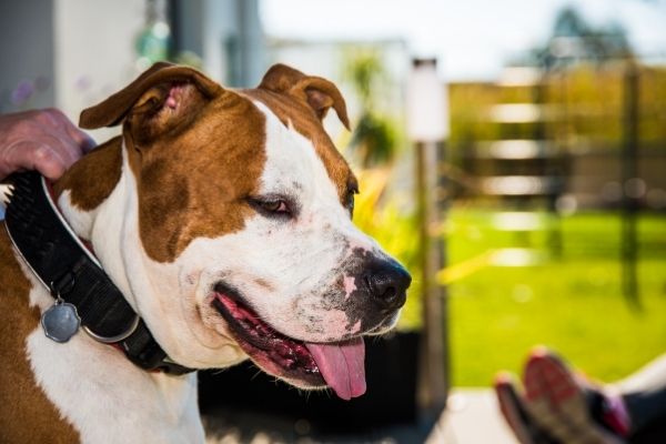 Elektrohalsband beim Hund in der Nahaufnahme