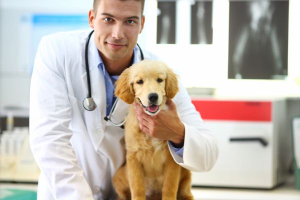 Ellbogendysplasie Hund Besuch beim Tierarzt