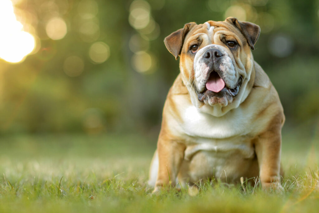 Englische Bulldogge draußen