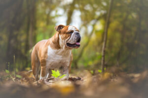 Englische Bulldogge im Wald