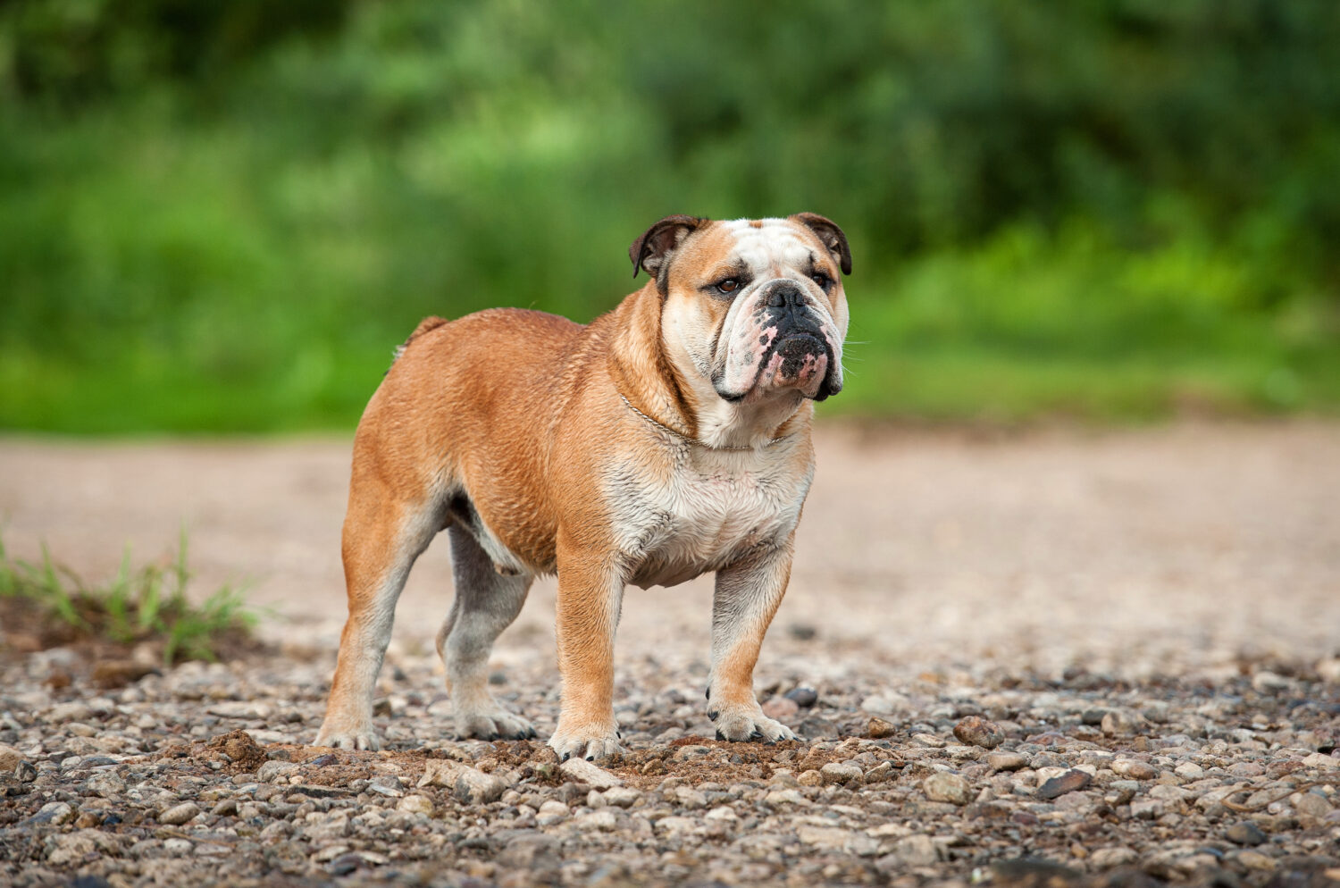 Englische Bulldogge Steckbrief, Charakter, Wesen und Haltung
