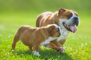 Englische Bulldogge mit Welpen