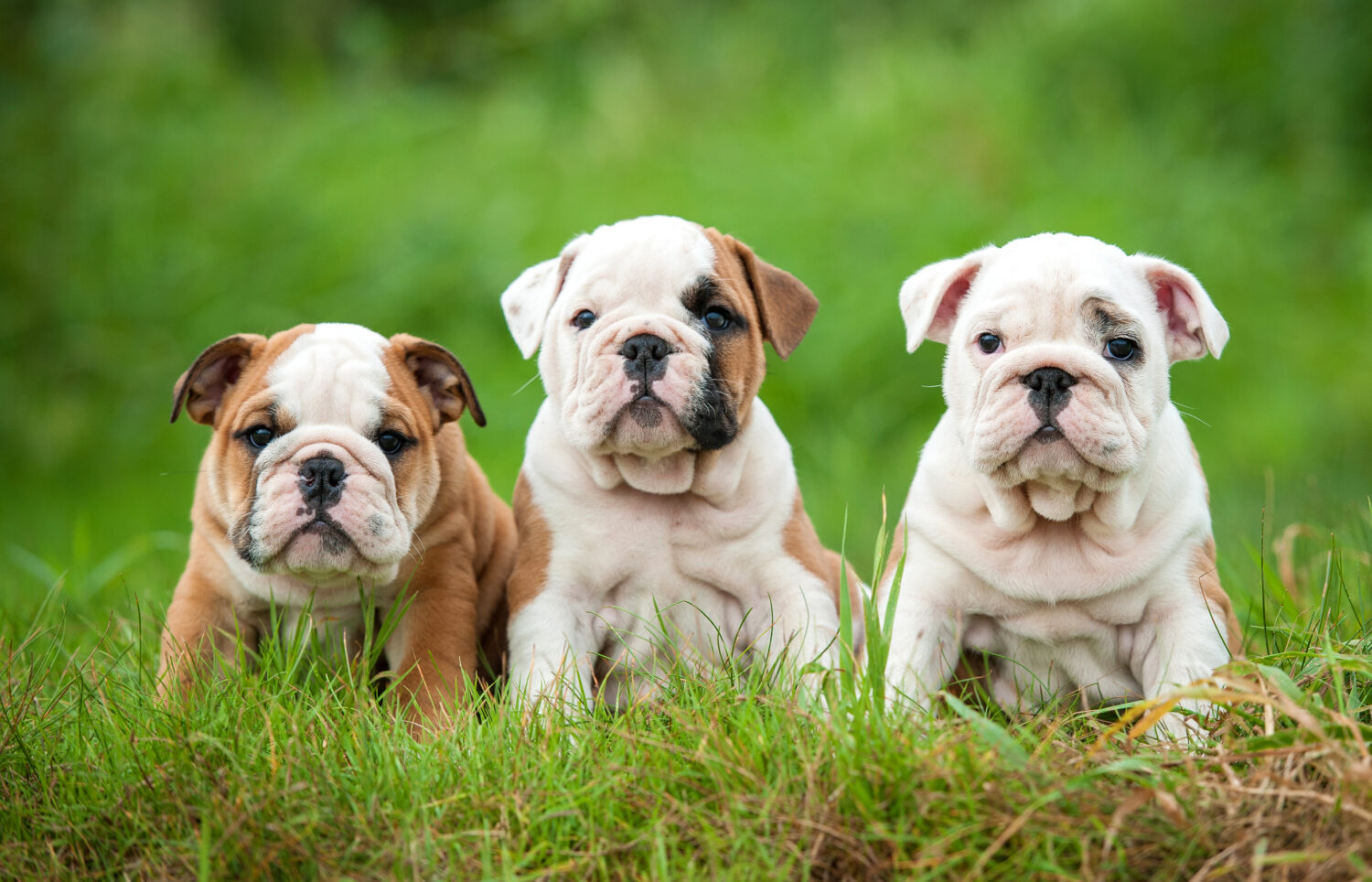 3 Englische Bulldoggen Welpen