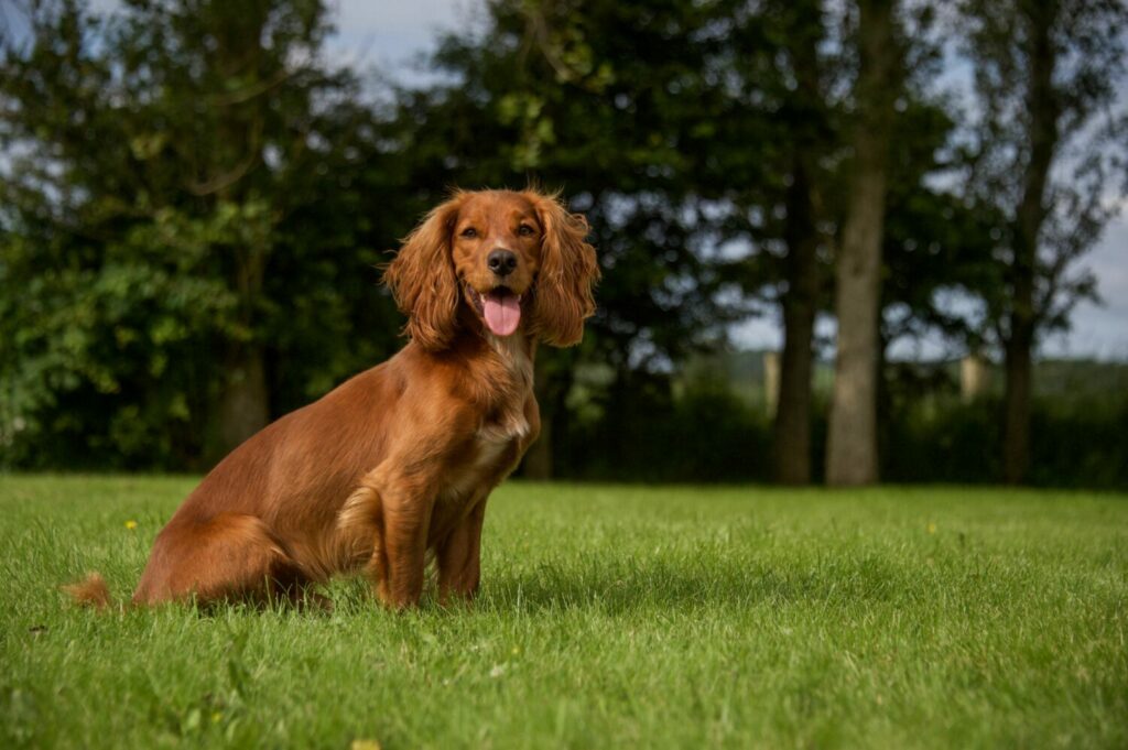 English Cocker Spaniel auf Wiese