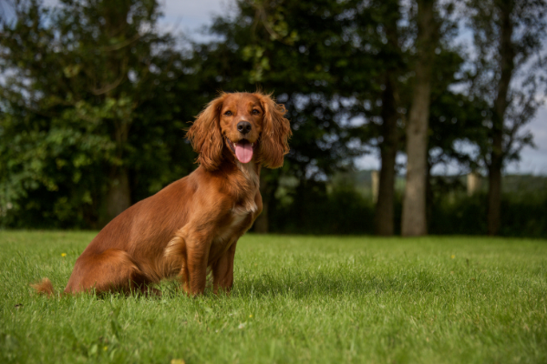 English Cocker Spaniel auf Wiese