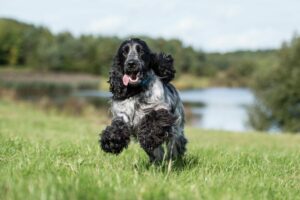English Cocker Spaniel freuen sich über Bewegung an der frischen Luft