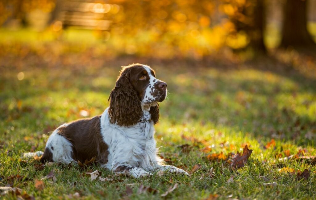 english-cocker-spaniel-im-wald English Cocker Spaniel im Wald