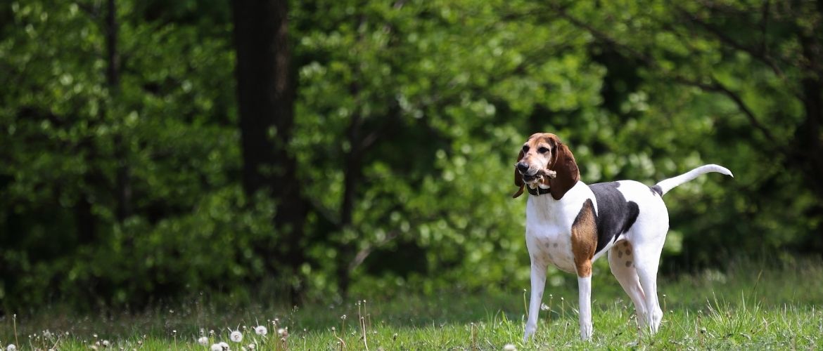 English Foxhound in der Natur