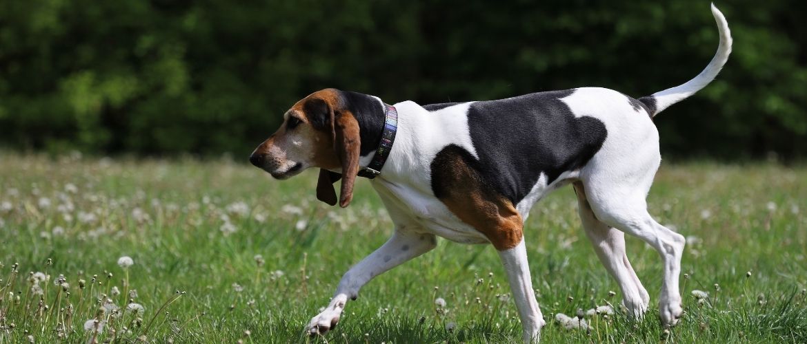 English Foxhound