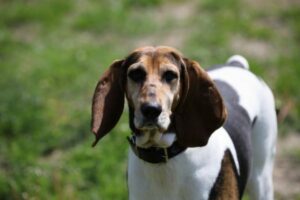 English Foxhound von vorne