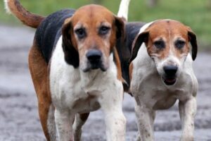 English Foxhound zu zweit