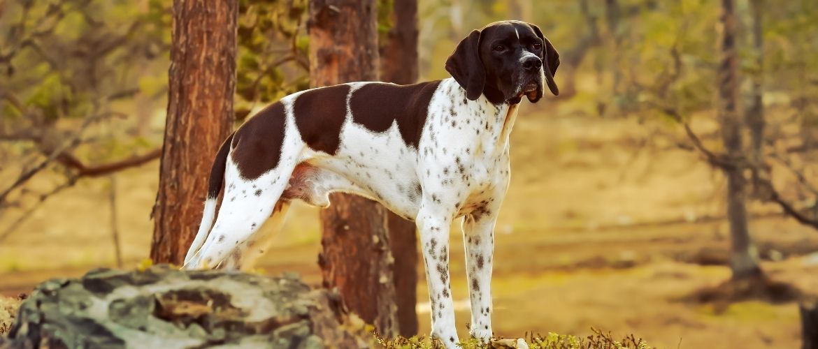 English Pointer auf der Jagd