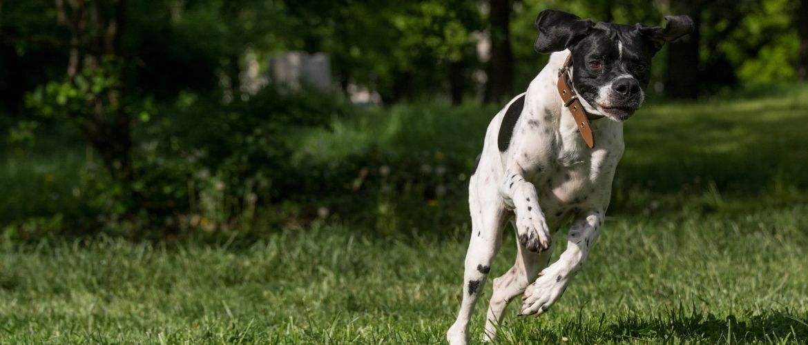 English Pointer im Auslauf