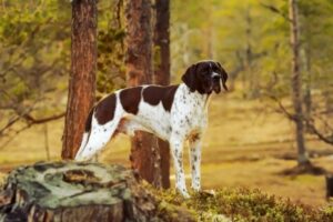 English Pointer in der Natur